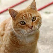 Cat Age Calculator