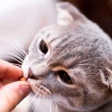 Cat Benedryl Dosage Calculator