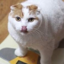 Cat BMI Calculator