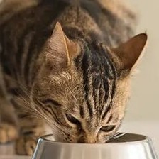 Cat Calorie Calculator