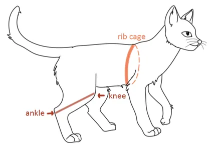 Cat BMI Measures