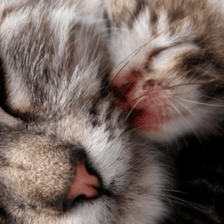Cat Pregnancy Calculator