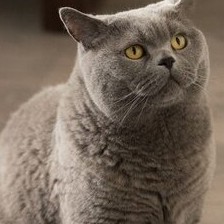 Cat Size Calculator